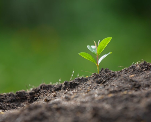 Megjelent! Kísérlet a HYMAGRO talajkondicionálóval!