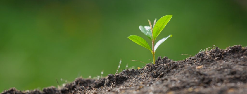 Megjelent! Kísérlet a HYMAGRO talajkondicionálóval!