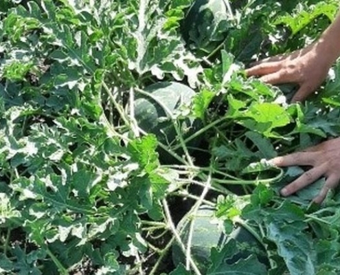 Vegyszermentes megoldás a görögdinnye gazdaságos termeléséért