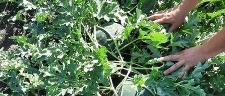 Vegyszermentes megoldás a görögdinnye gazdaságos termeléséért