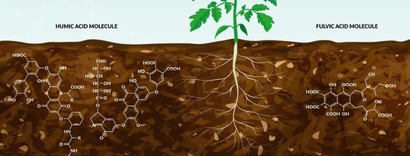 Humin- és fulvosavak multiplex vizsgálata paprikapalánta nevelésében